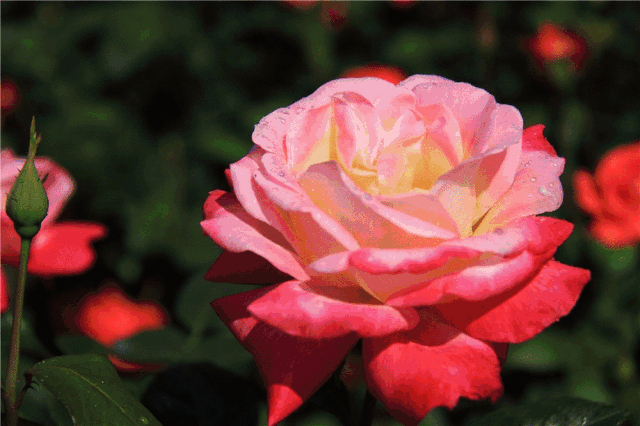 淡粉色玫瑰开花动画,图片,gif动画- 54动态图_GIF动态图- 动态图库网