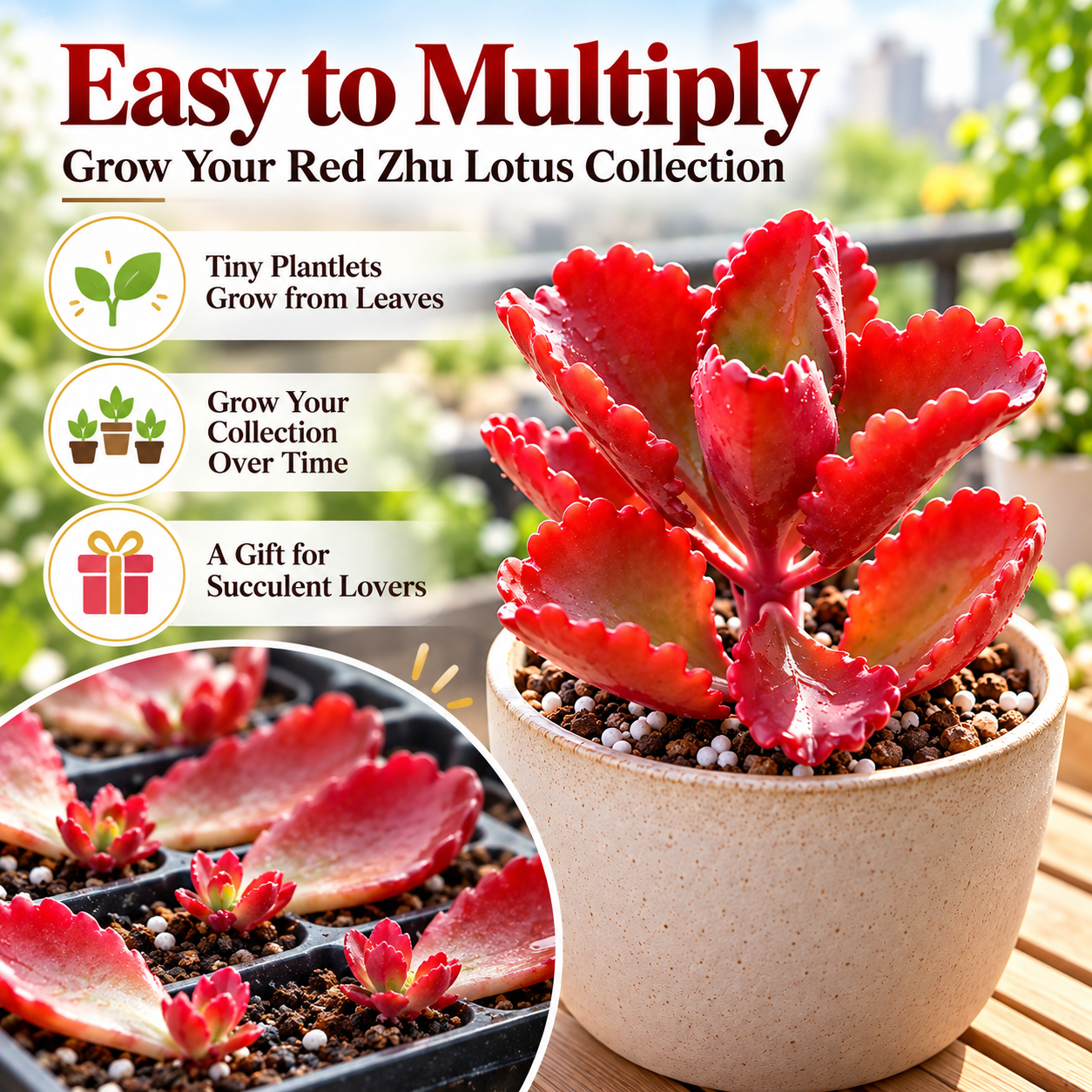 ❤️ Red Zhu Lotus Succulent – A Little Ruby for Your Garden!