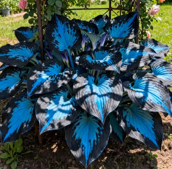 🌈 Rare Hosta Seeds — Premium, Shade-Loving Perennials with Lush Foliage 🌿