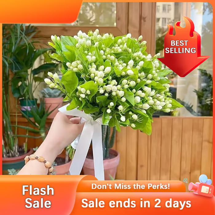 🏆Flash Sale⚡ 50K+ SOLD! Almost Gone-💥🌸 Jasmine Seeds，Best gifts