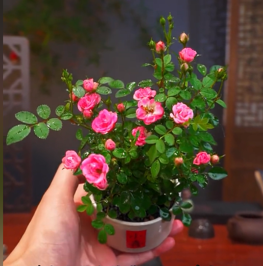 Miniature bonsai roses, blooming all year round, potted flowers Ornamental bonsai, indoor plants