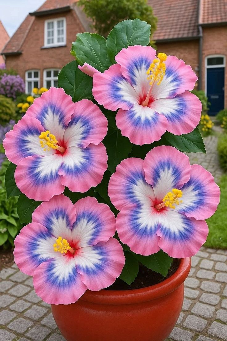 Rare Hibiscus Seeds - Potted Indoor Balcony Winter Planting