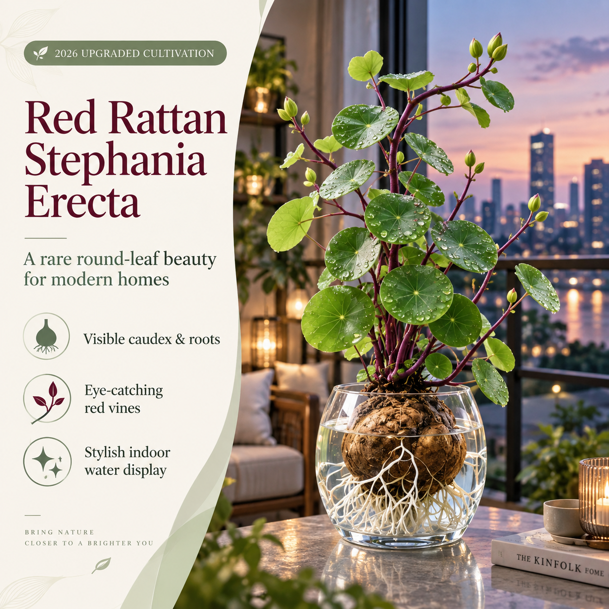 🎈🪴2026 New Upgraded Red Rattan Stephania Erecta – A Stronger, Easier Houseplant for Busy People 🌿