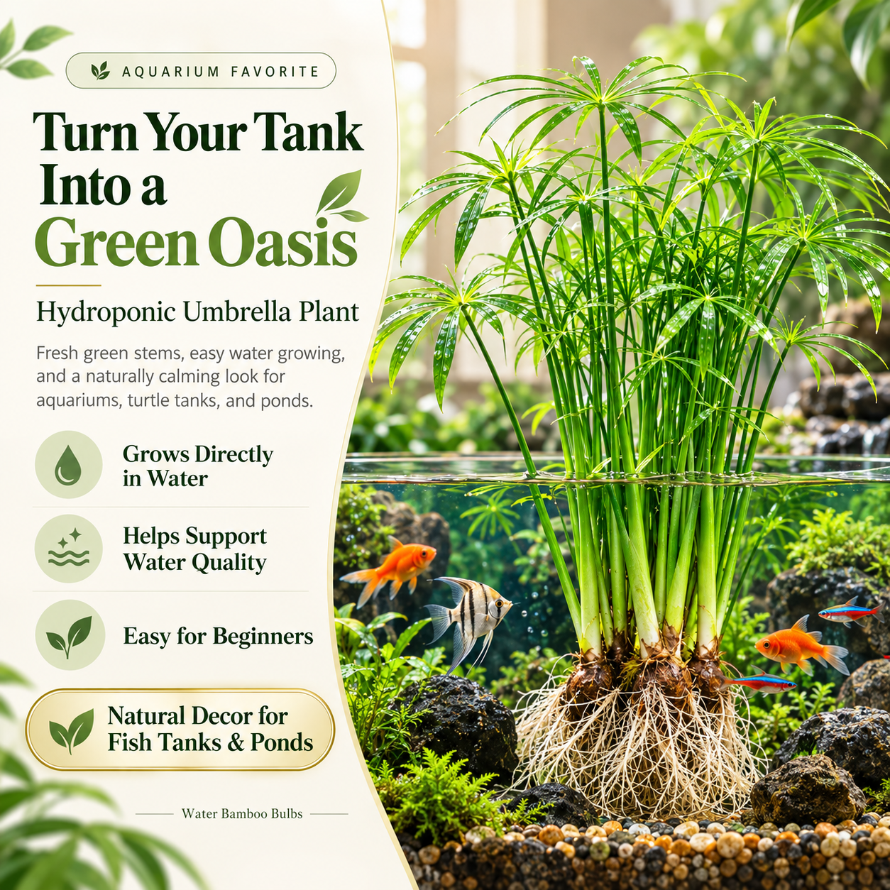 Grow a Mini Aquatic Forest Water Bamboo Bulbs