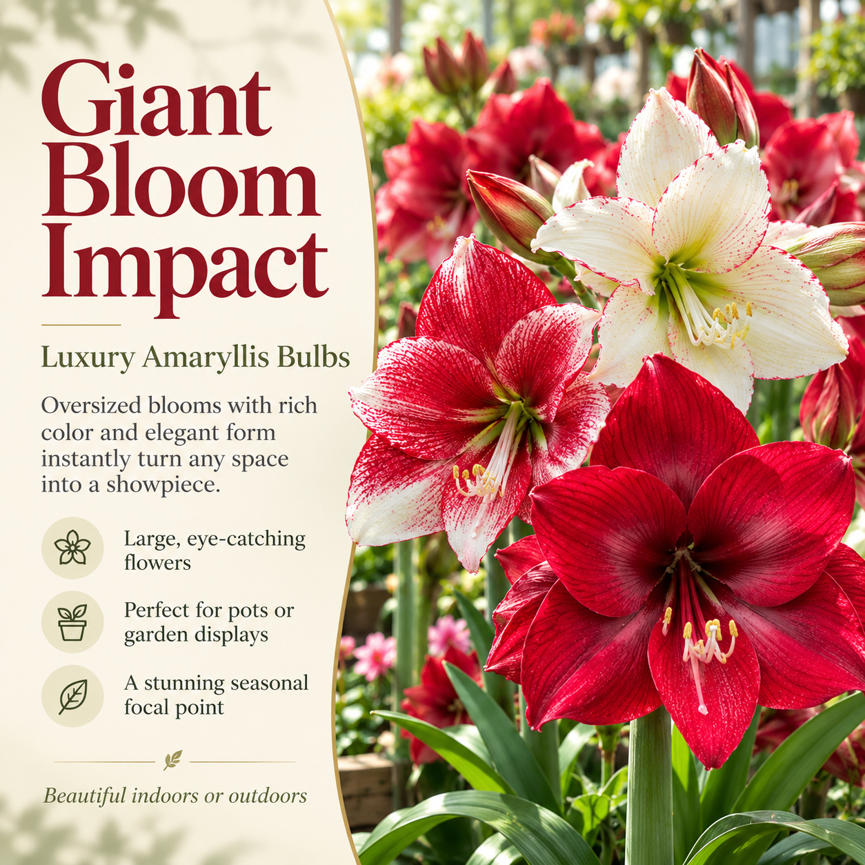 Luxury Amaryllis Bulbs with giant red and white blooms