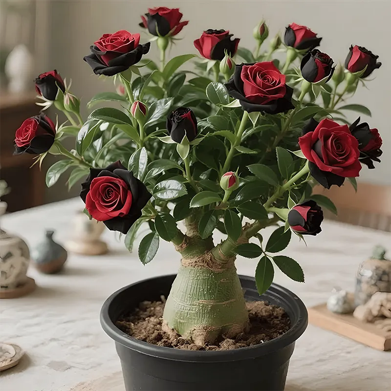 🌵🌺Desert Rose Bulbs
