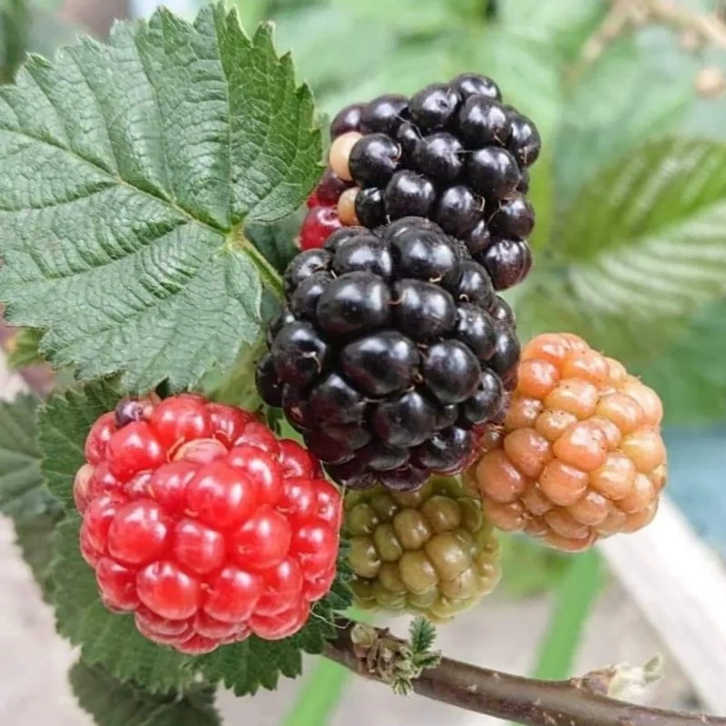 Sweet Giant Blackberry Seeds