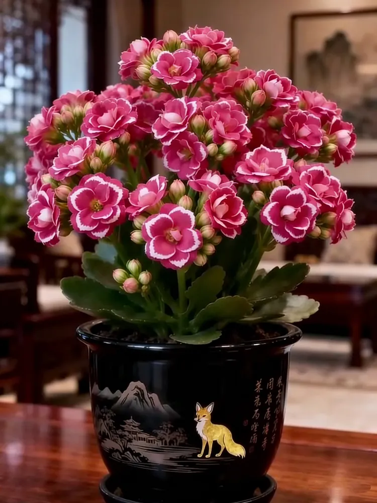 🌸 Golden Fox Kalanchoe “impossible to kill”