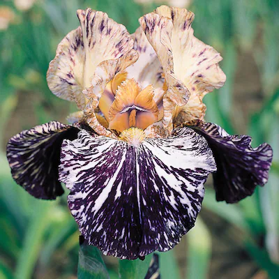 Multi-Varieties Iris Seeds, Heirloom Iris, 50pcs/pack