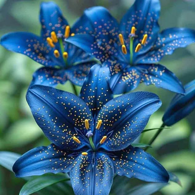 🎁2026 Must Plant☀️Rare Lily Bulbs🌸