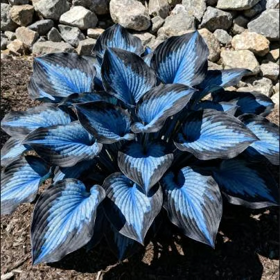 💥2025 Hot Sale 🌌Hosta Seeds Perennial Shade Plant for Garden