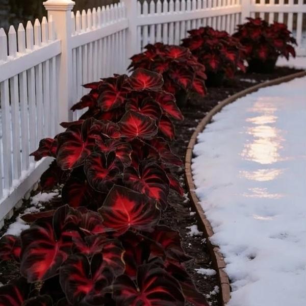 🔥Glow-in-the-Dark Garden Magic: Rare Black Red Flame Hostas Seeds