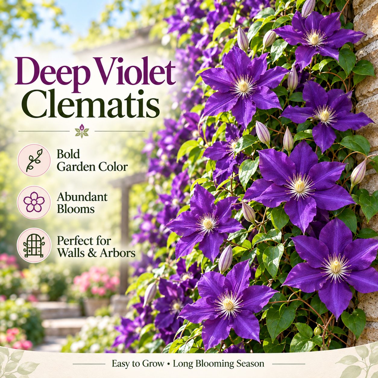 Up to 60%off💥Clematis bulbs👑The Queen Of Climbing Vine