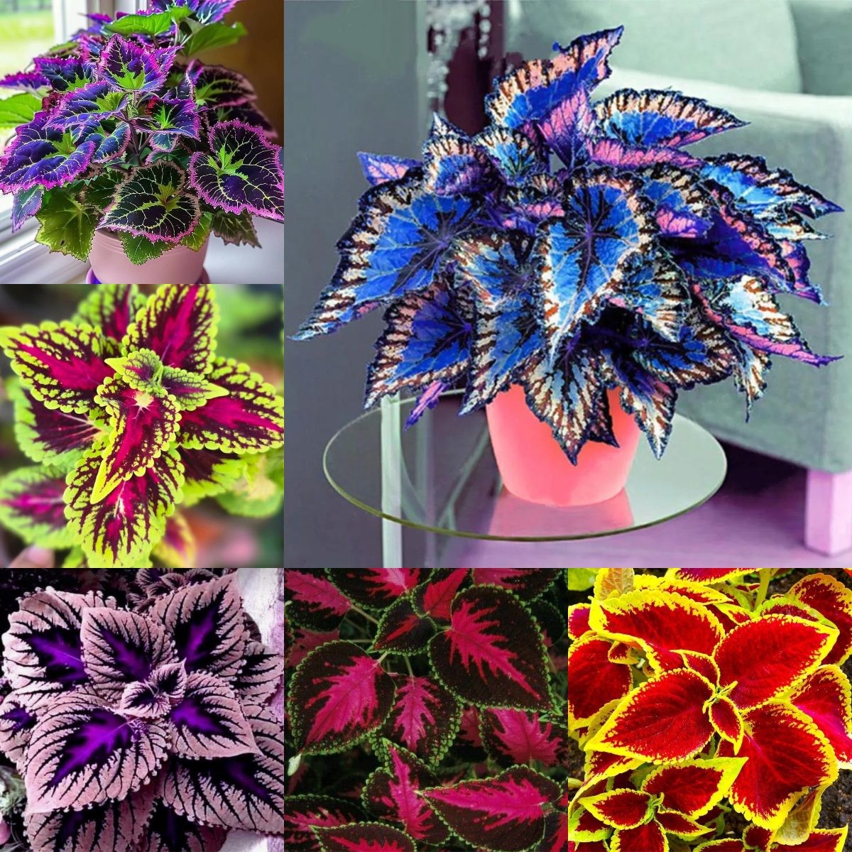 🌿Frost-Resistant Rare Color Coleus-Brighten Your Space with Unique Foliage🌿