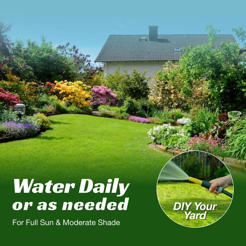 🌱 Evergreen dwarf grass seed for four seasons🌾 | Create your perfect lawn here🌼