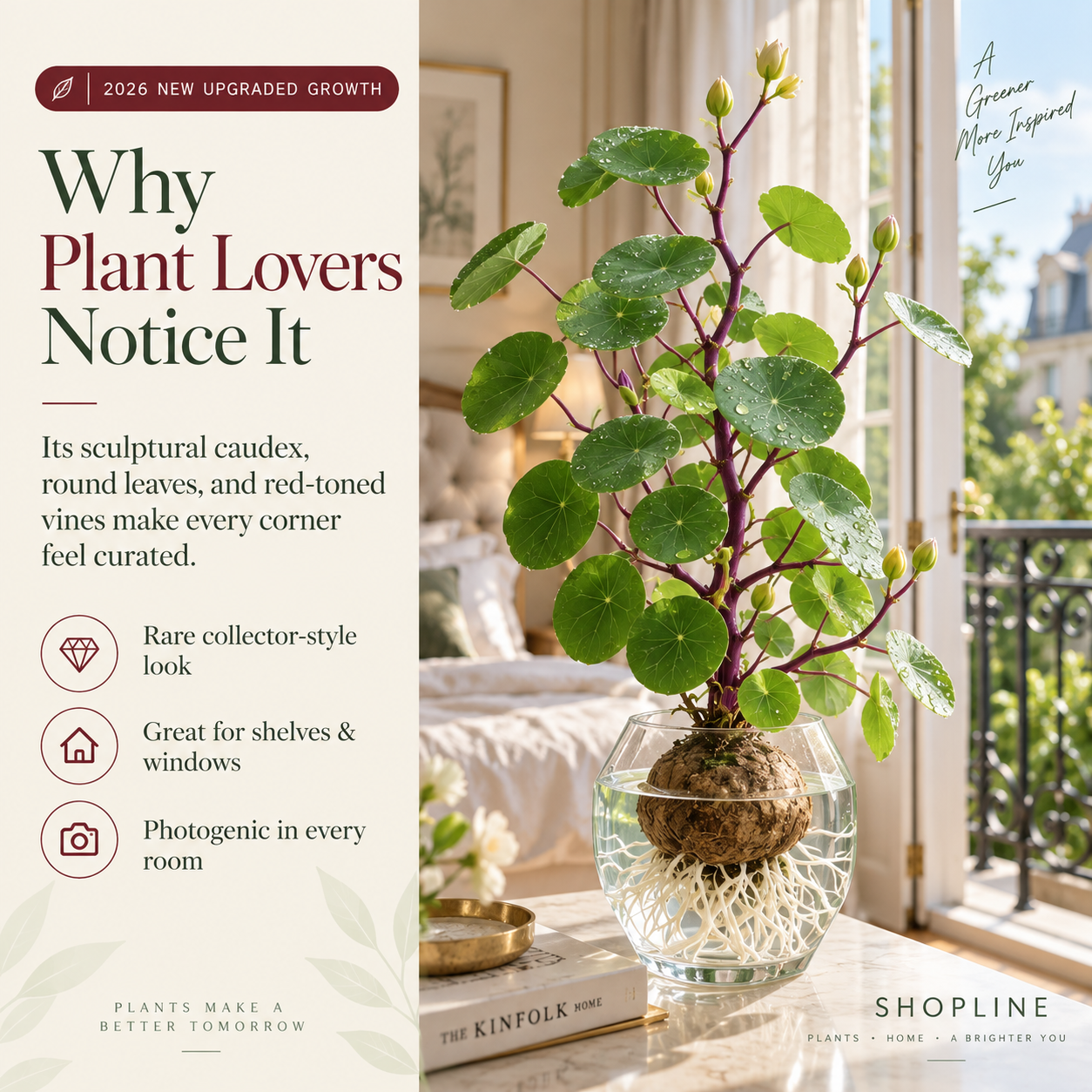🎈🪴2026 New Upgraded Red Rattan Stephania Erecta – A Stronger, Easier Houseplant for Busy People 🌿