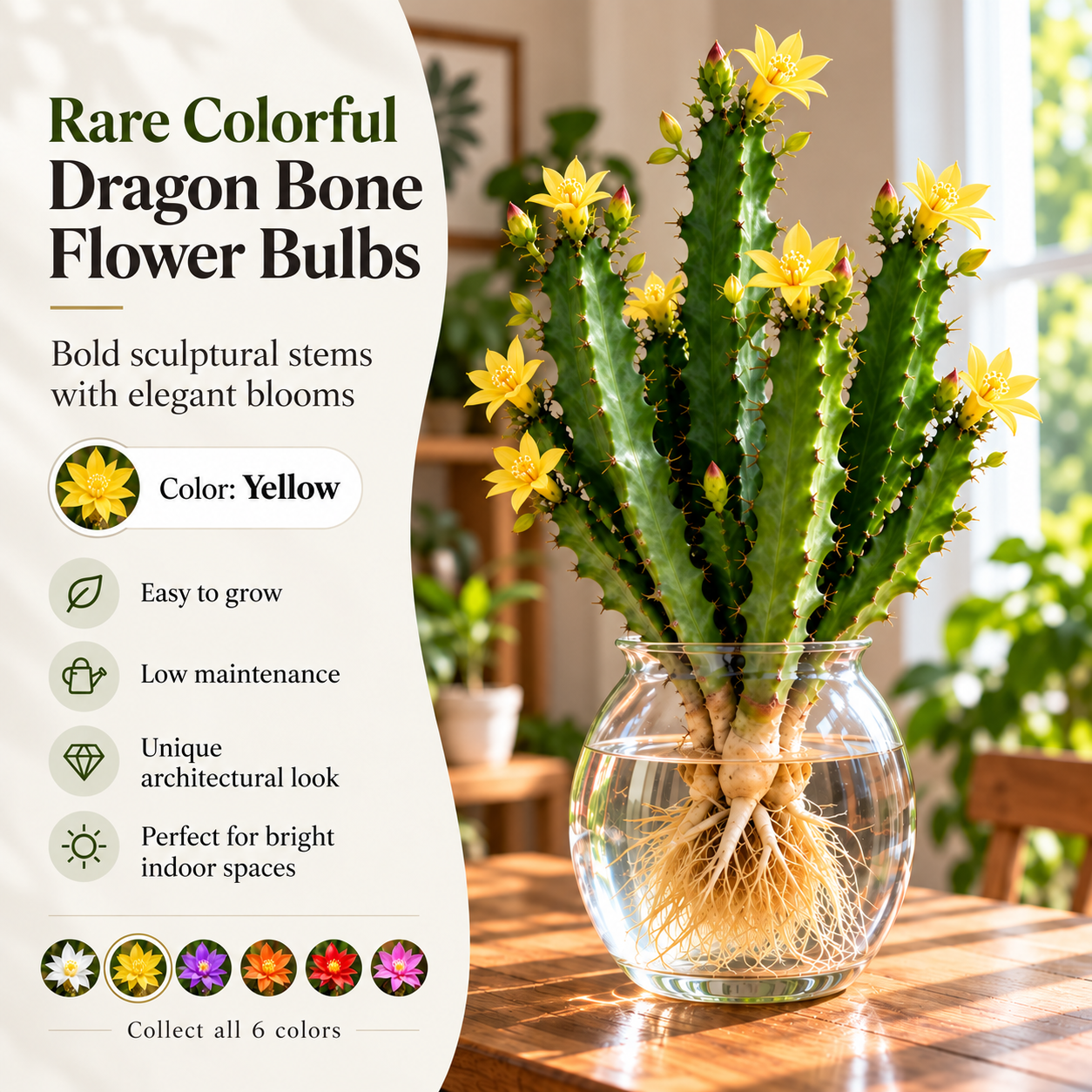 🌵 Rare Colorful Dragon Bone Flower Bulbs – Sculptural Stems with Delicate Blooms
