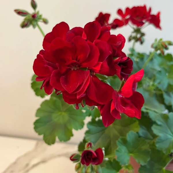 🌸Geranium - Summer Tranquility