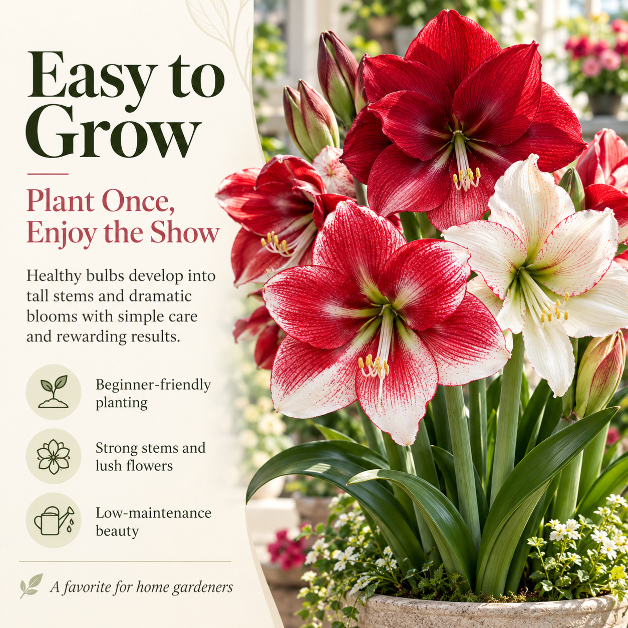 Easy to Grow Amaryllis Bulbs