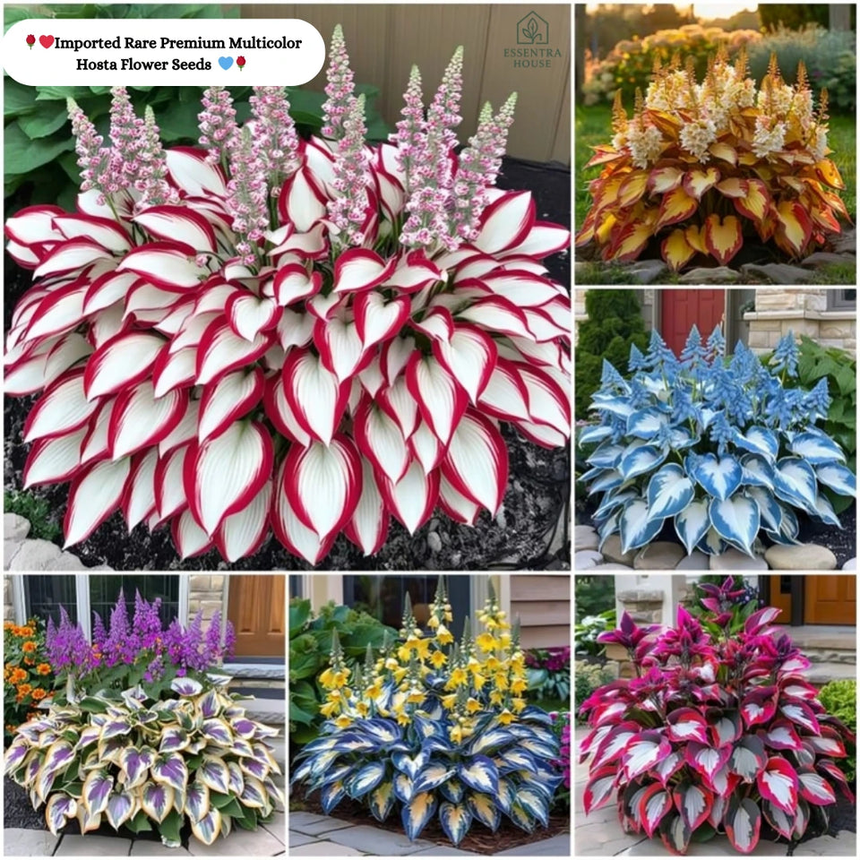 🍃🌸 9 Rare & Breathtaking Premium Multicolor HOSTA SEEDS 🌸🍃