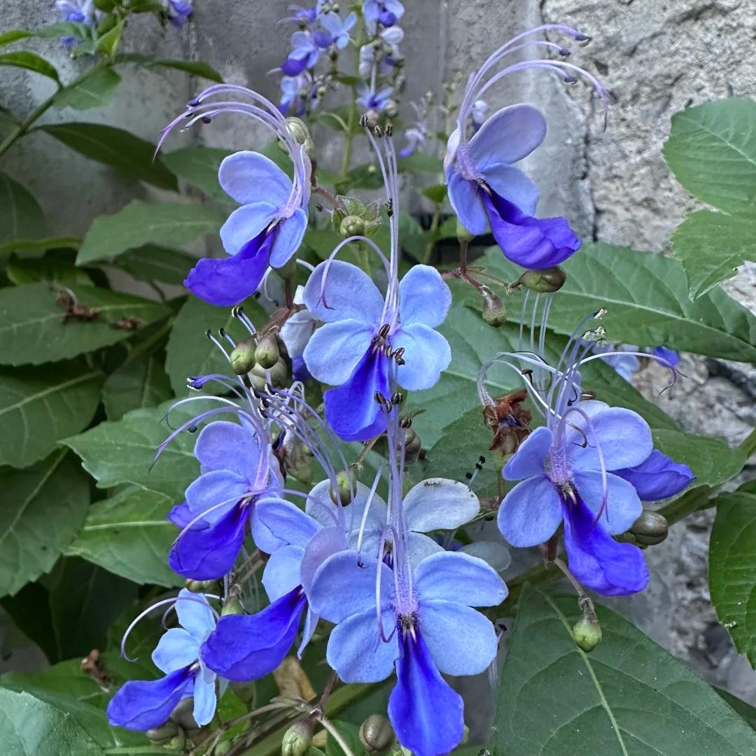 Premium Blue Butterfly Pea-Edible Summer Sowing Seeds