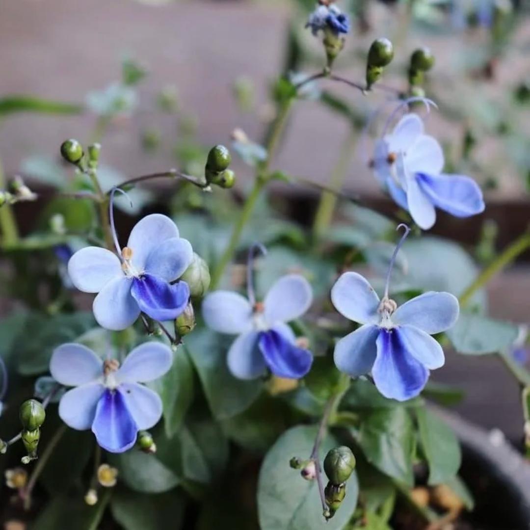 Premium Blue Butterfly Pea-Edible Summer Sowing Seeds
