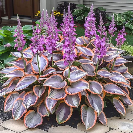 MIX COLORS-THE RESILIENT BEAUTY: SHADE-TOLERANT AND COLD-HARDY HOSTA FLOWERS