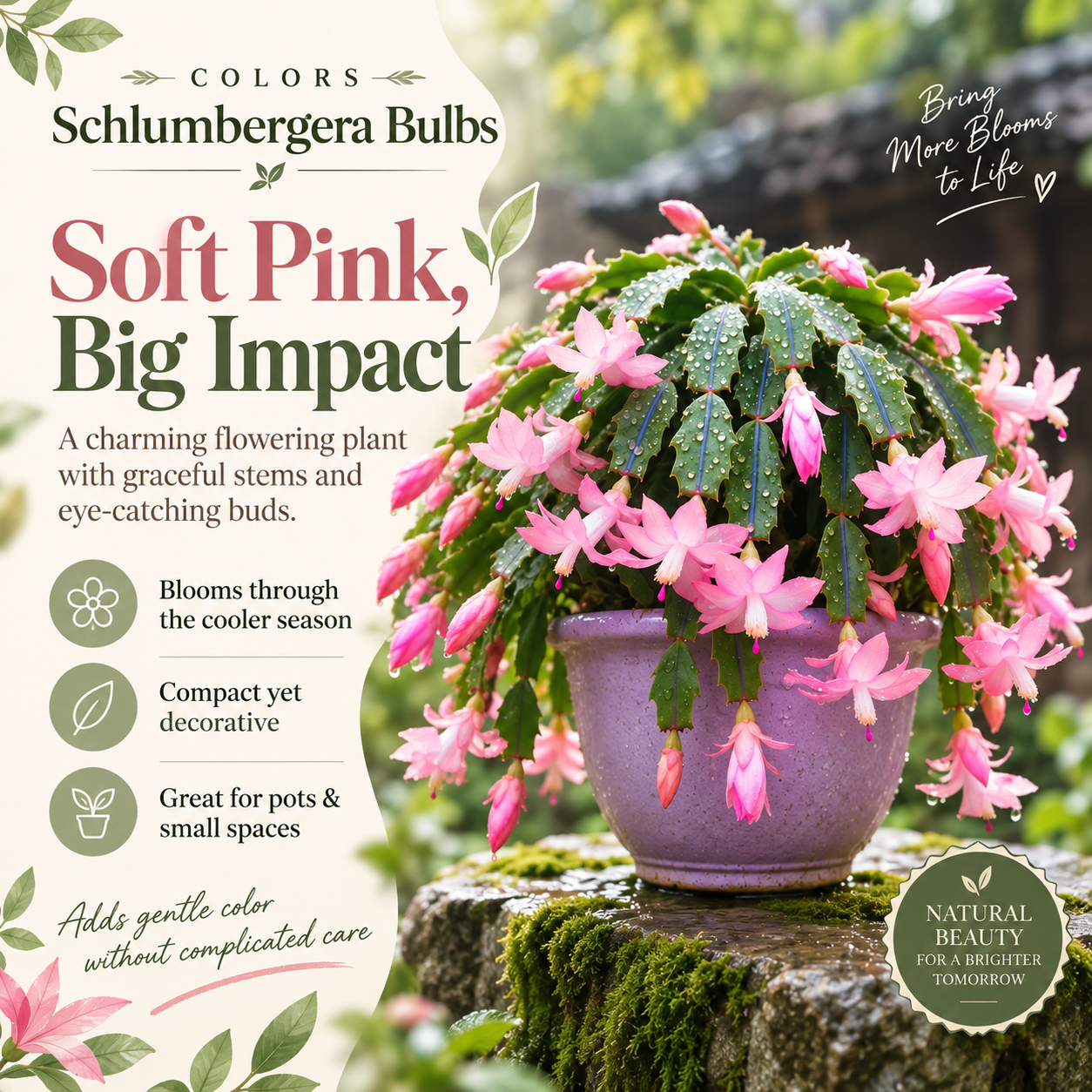 🦀Mix Colors Schlumbergera Bulbs– Easy-Care Blooms in Every Shade, Even in Winter ❄️