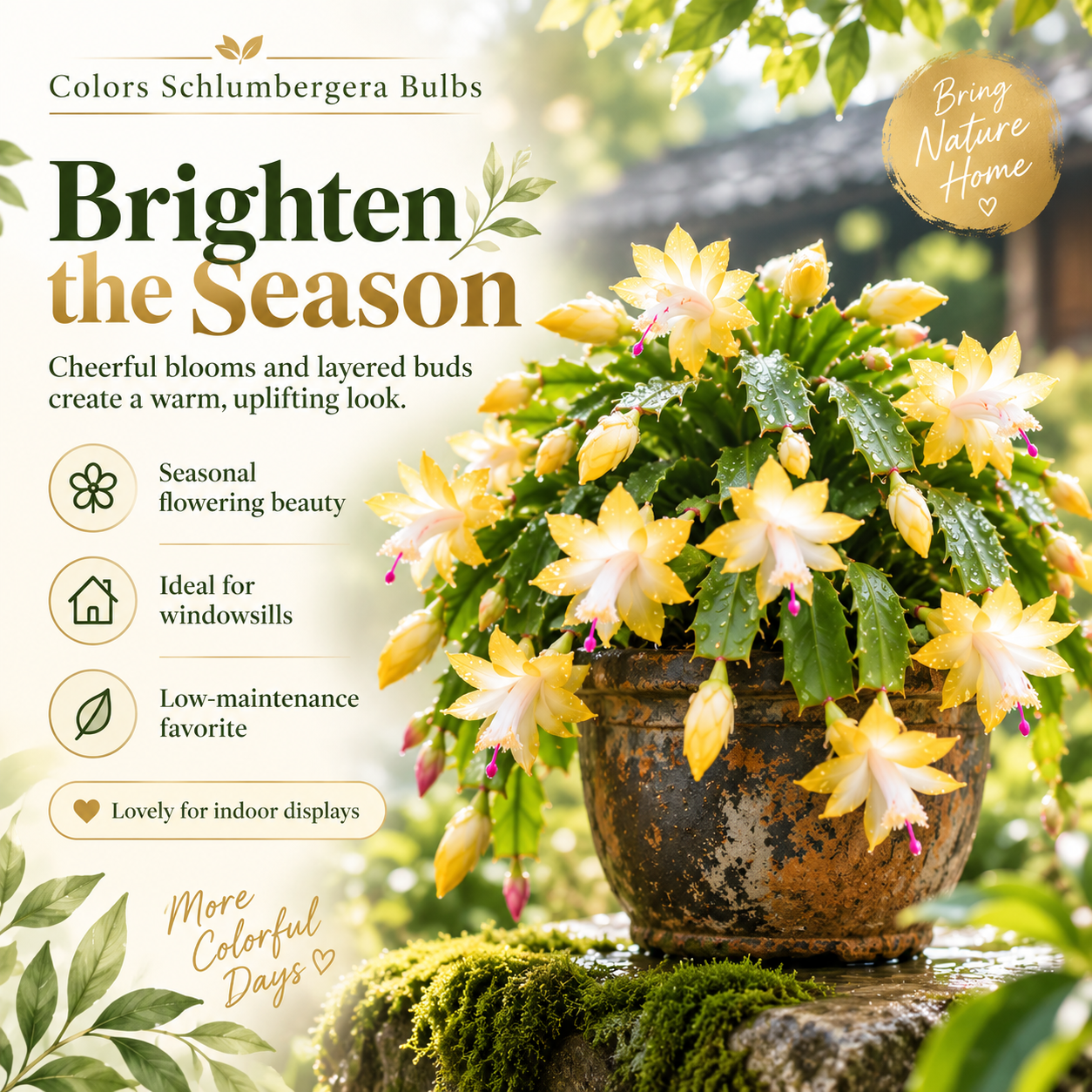 🦀Mix Colors Schlumbergera Bulbs– Easy-Care Blooms in Every Shade, Even in Winter ❄️