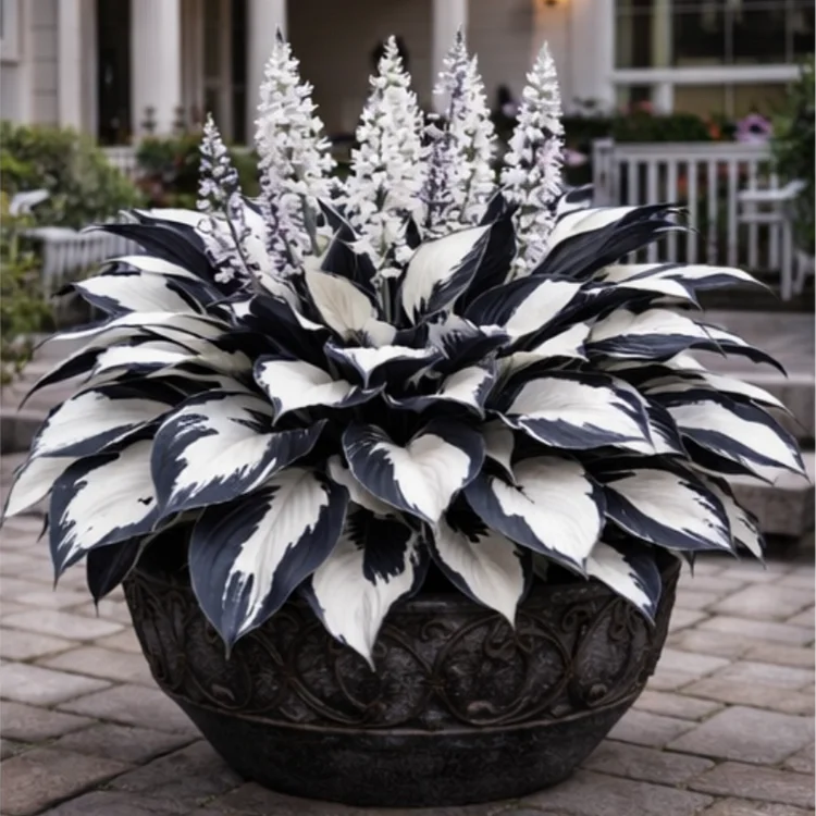 🌟High-Yield🌟 Potted Hosta Bulbs🪴