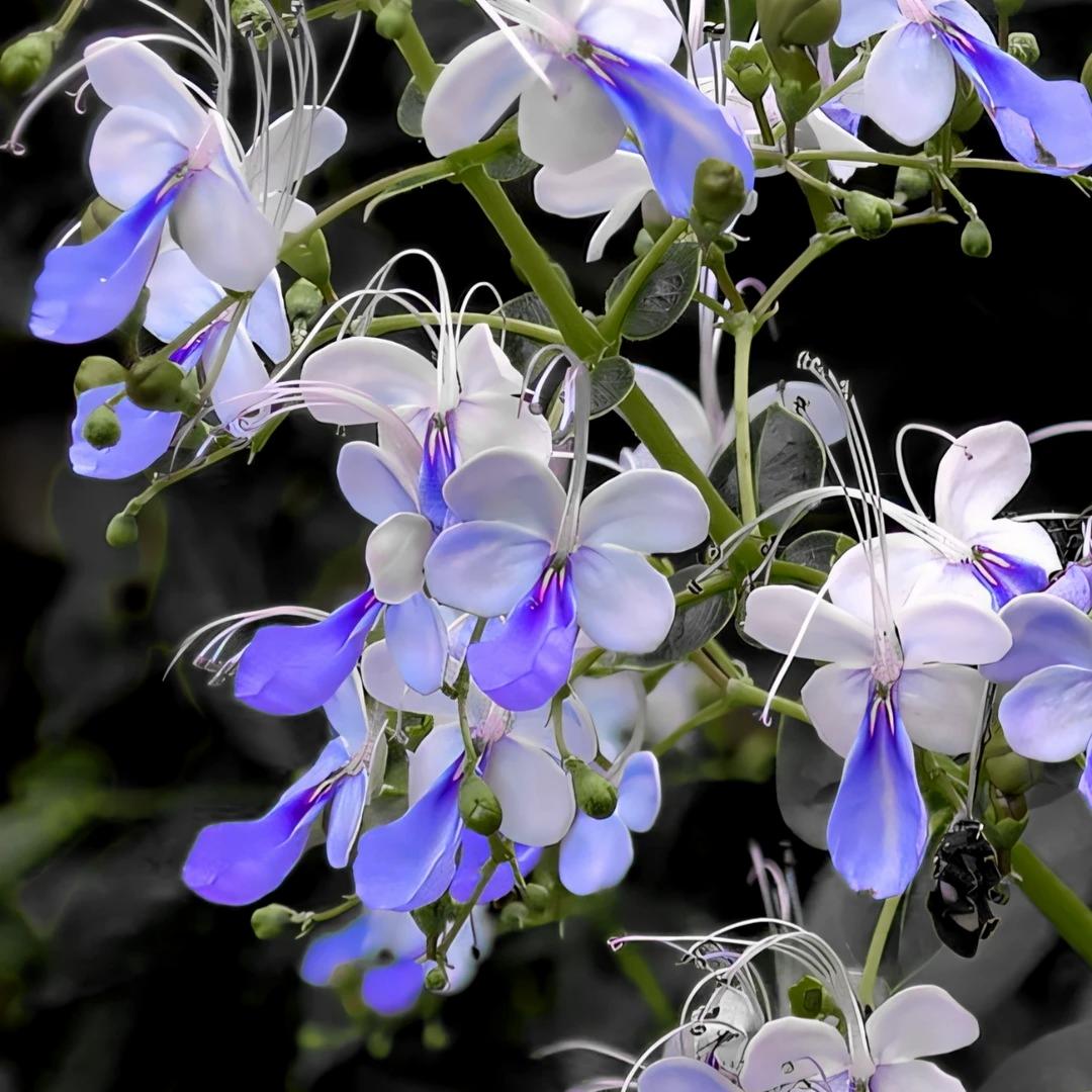 Premium Blue Butterfly Pea-Edible Summer Sowing Seeds