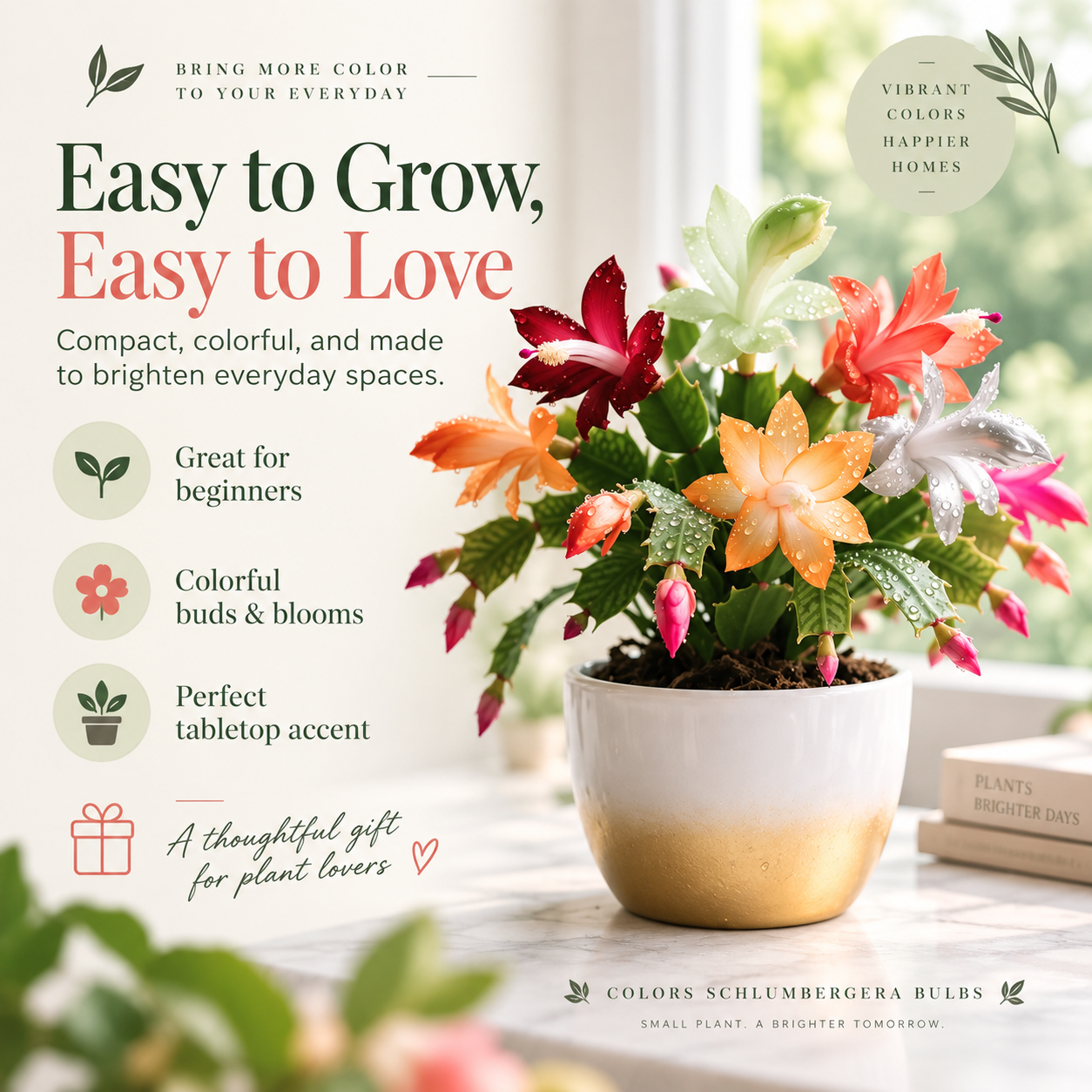 🦀Mix Colors Schlumbergera Bulbs– Easy-Care Blooms in Every Shade, Even in Winter ❄️