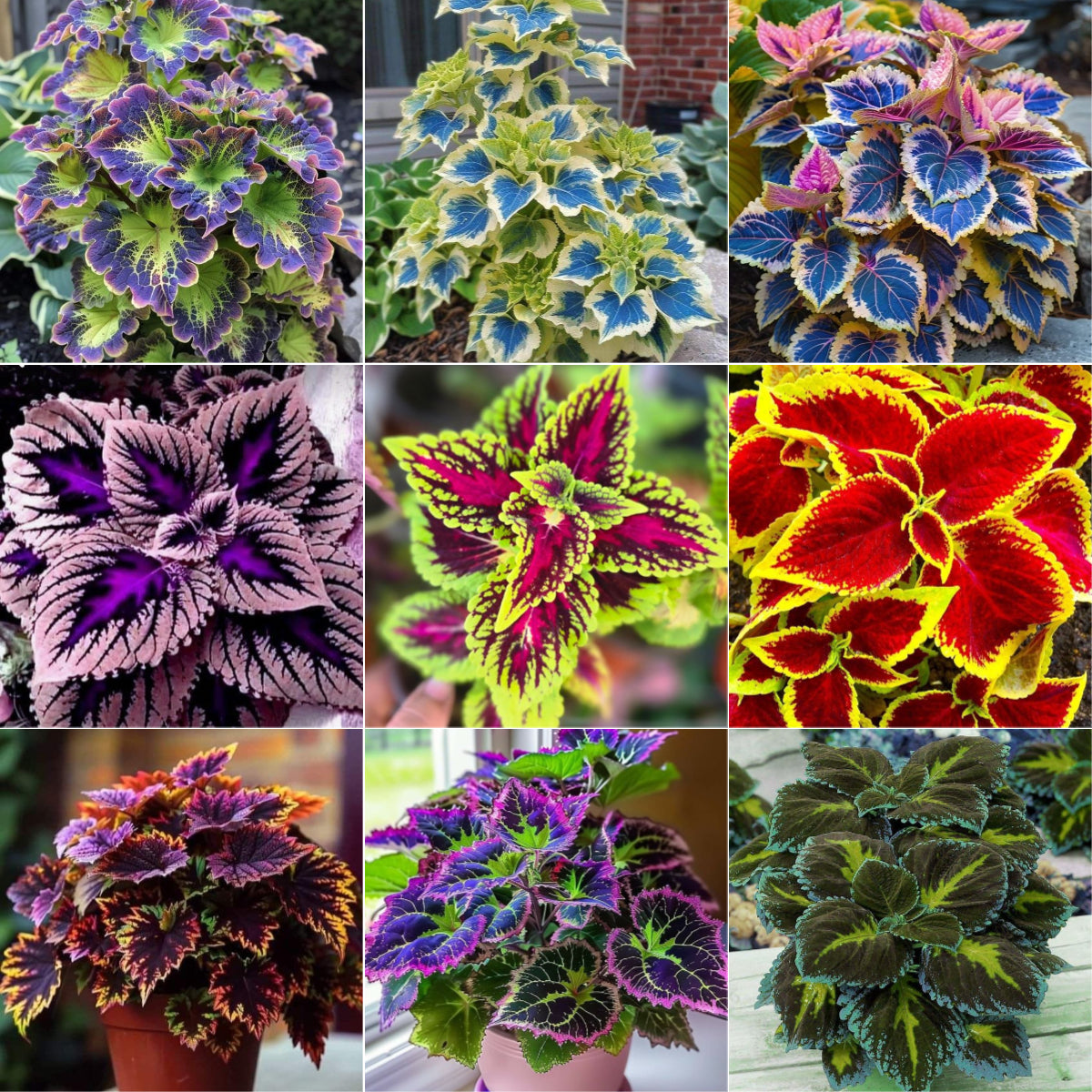 🌿Frost-Resistant Rare Color Coleus-Brighten Your Space with Unique Foliage🌿