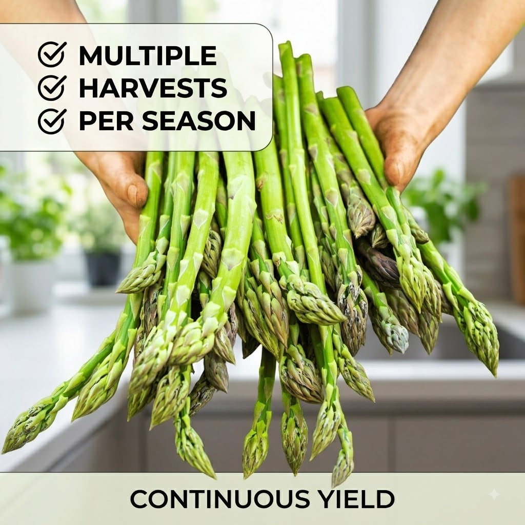 🌱 Premium Perennial Asparagus Seeds, High‑Yield Hardy Garden Vegetable