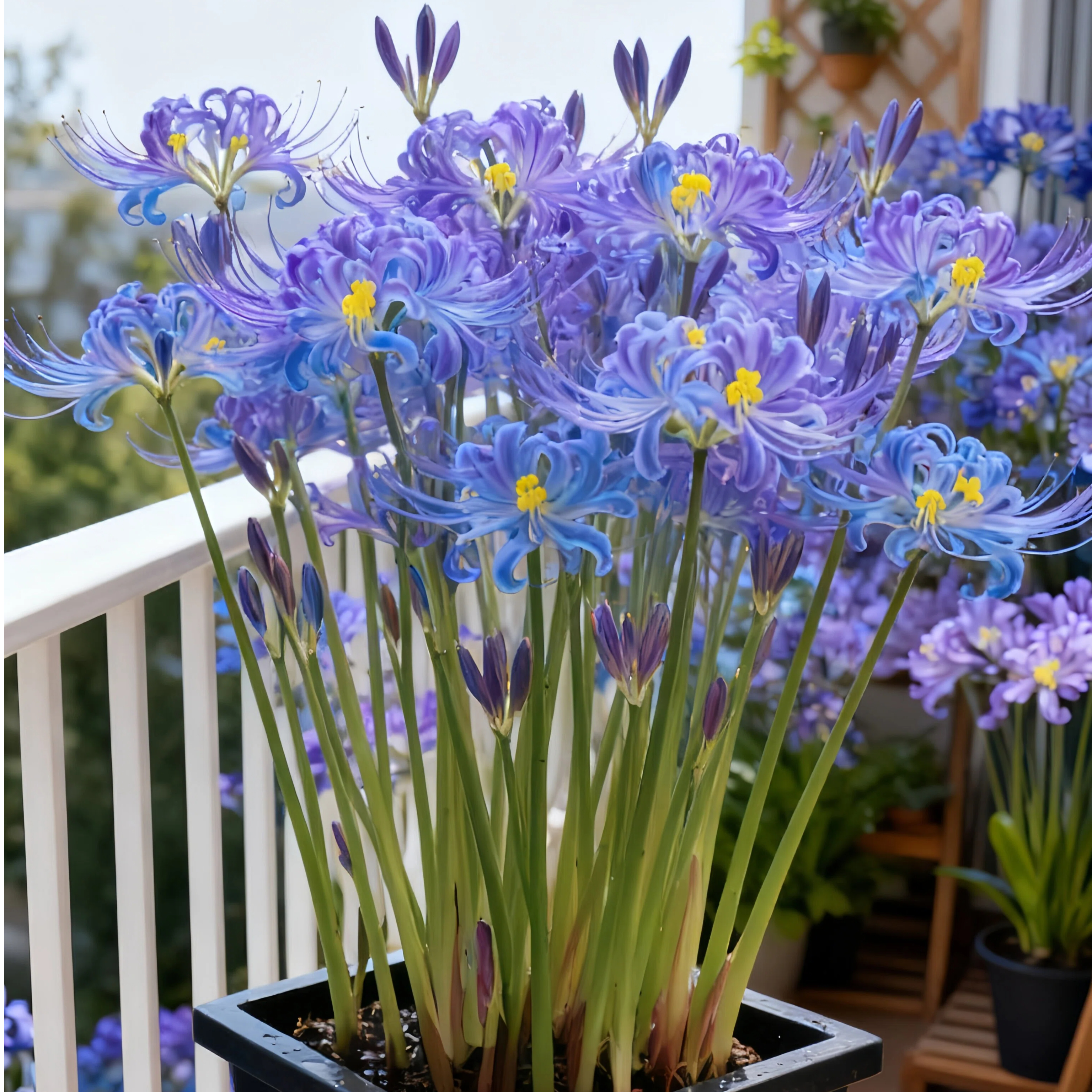 🔥🌺Seraphic Glow Spider Lily Bulbs