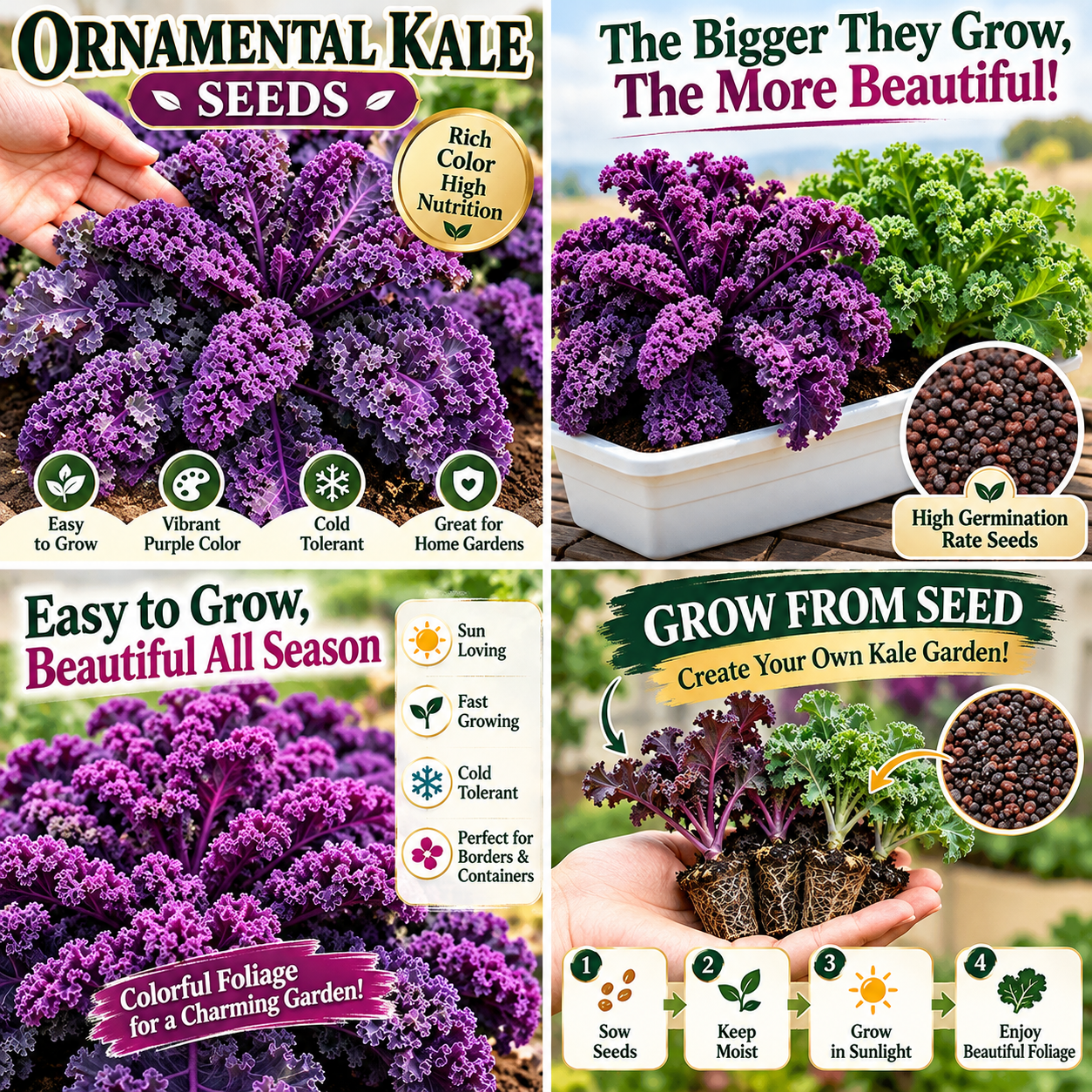 Ornamental & Edible Green and Purple Kale Seeds