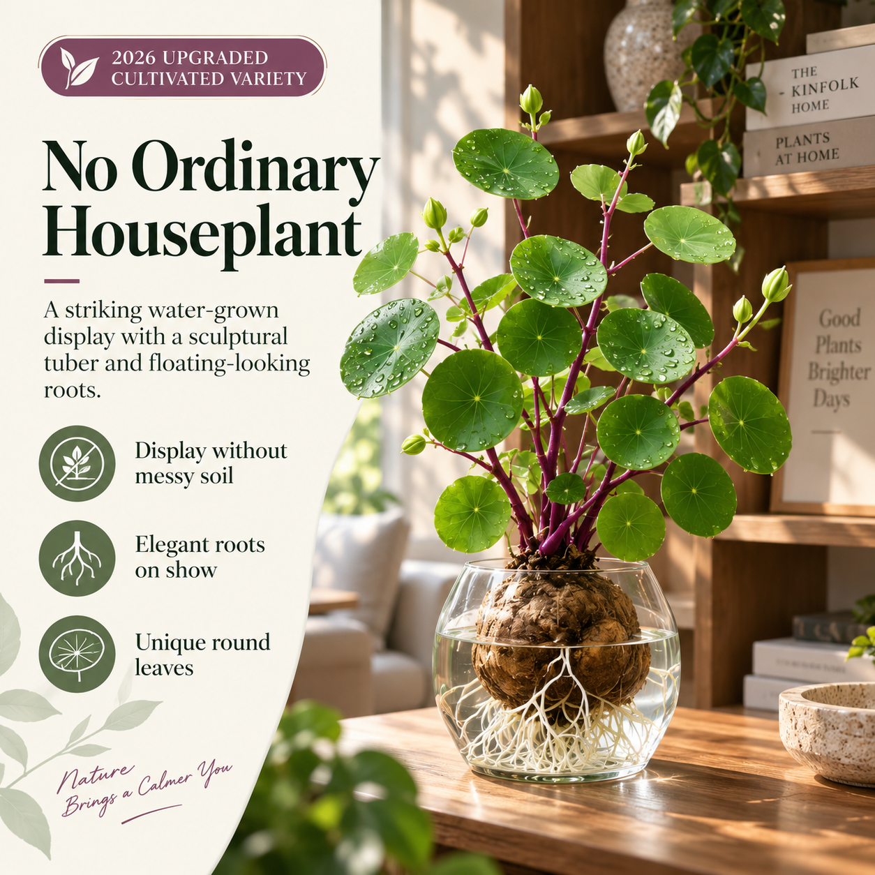 🎈🪴2026 New Upgraded Red Rattan Stephania Erecta – A Stronger, Easier Houseplant for Busy People 🌿