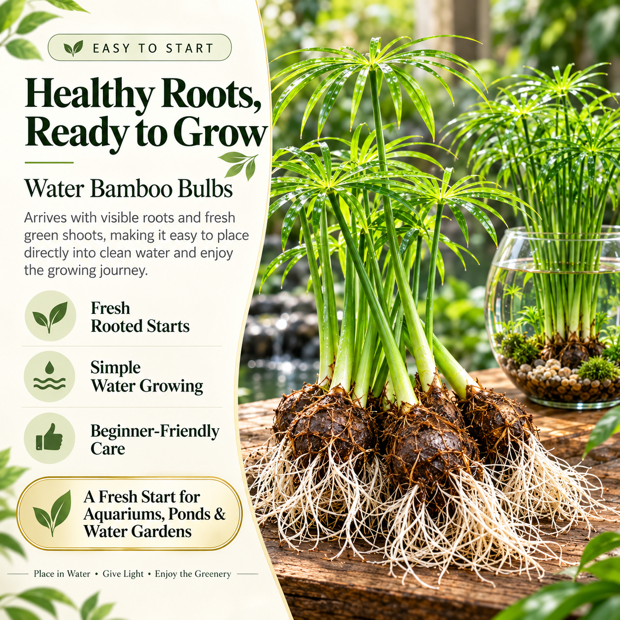 Healthy Roots Ready to Grow Water Bamboo Bulbs