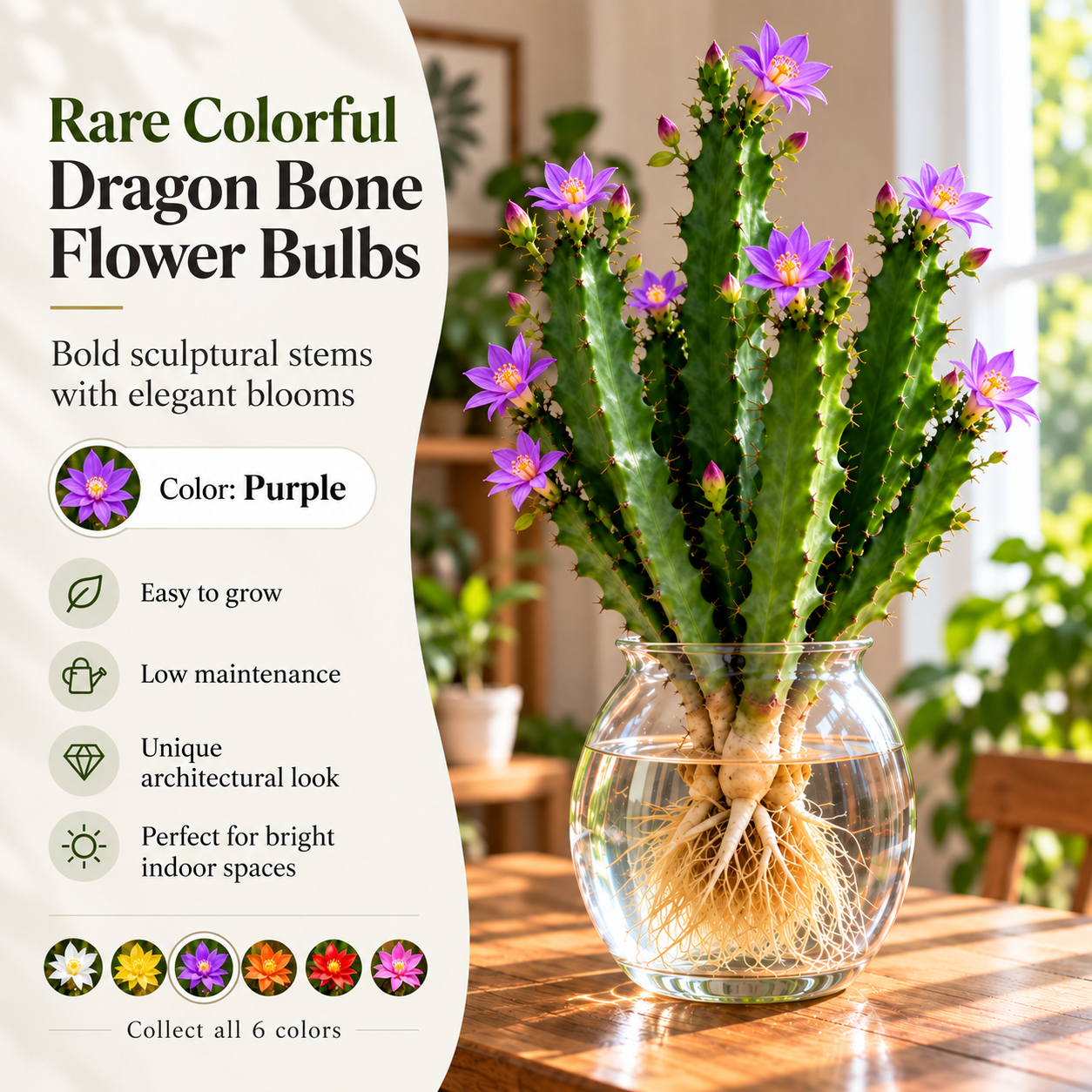 🌵 Rare Colorful Dragon Bone Flower Bulbs – Sculptural Stems with Delicate Blooms