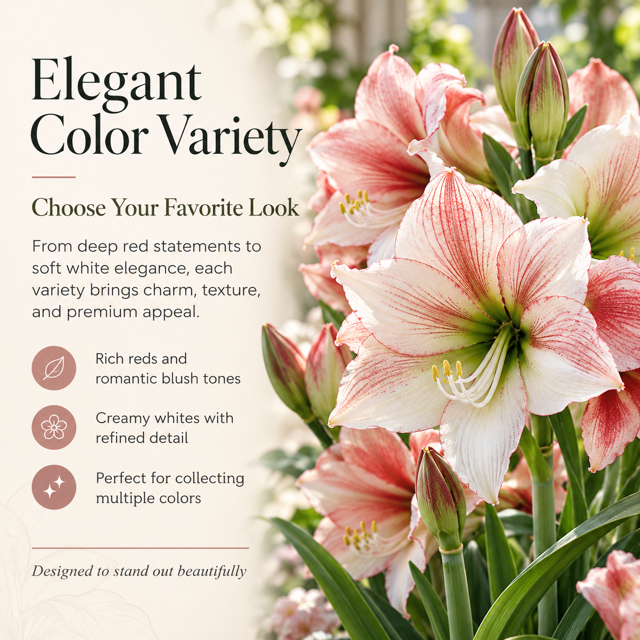 🎄 Christmas-Ready Amaryllis Bulbs – Giant Double Blooms for a Luxury Holiday Display 🌺✨