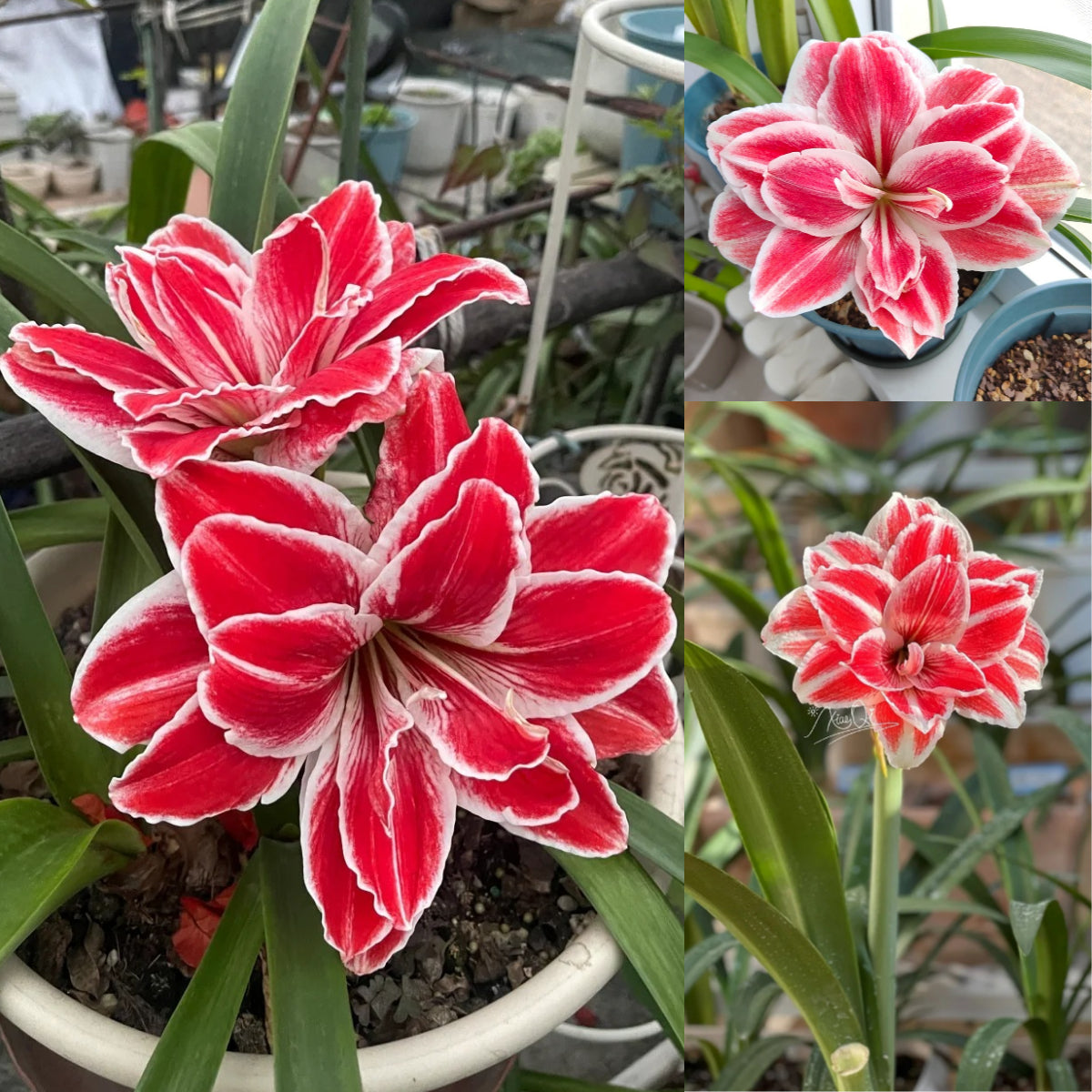 🎉Hot Sale🌷Amaryllis Bulbs