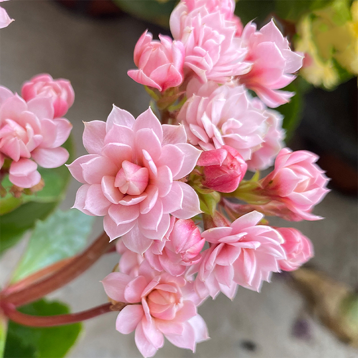 Rare Double Kalanchoe - Four Seasons Flowering