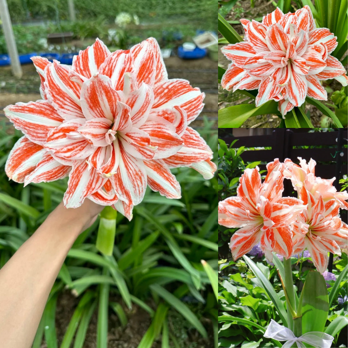 🎉Hot Sale🌷Amaryllis Bulbs