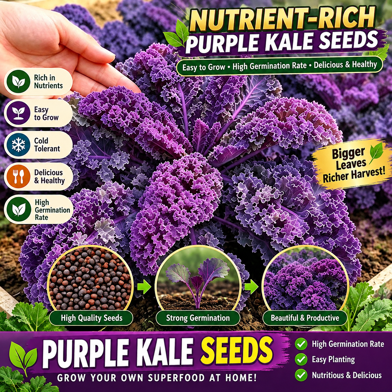 Ornamental & Edible Green and Purple Kale Seeds