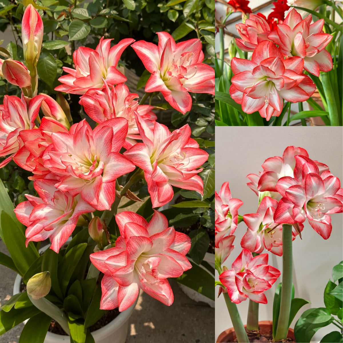 🎉Hot Sale🌷Amaryllis Bulbs