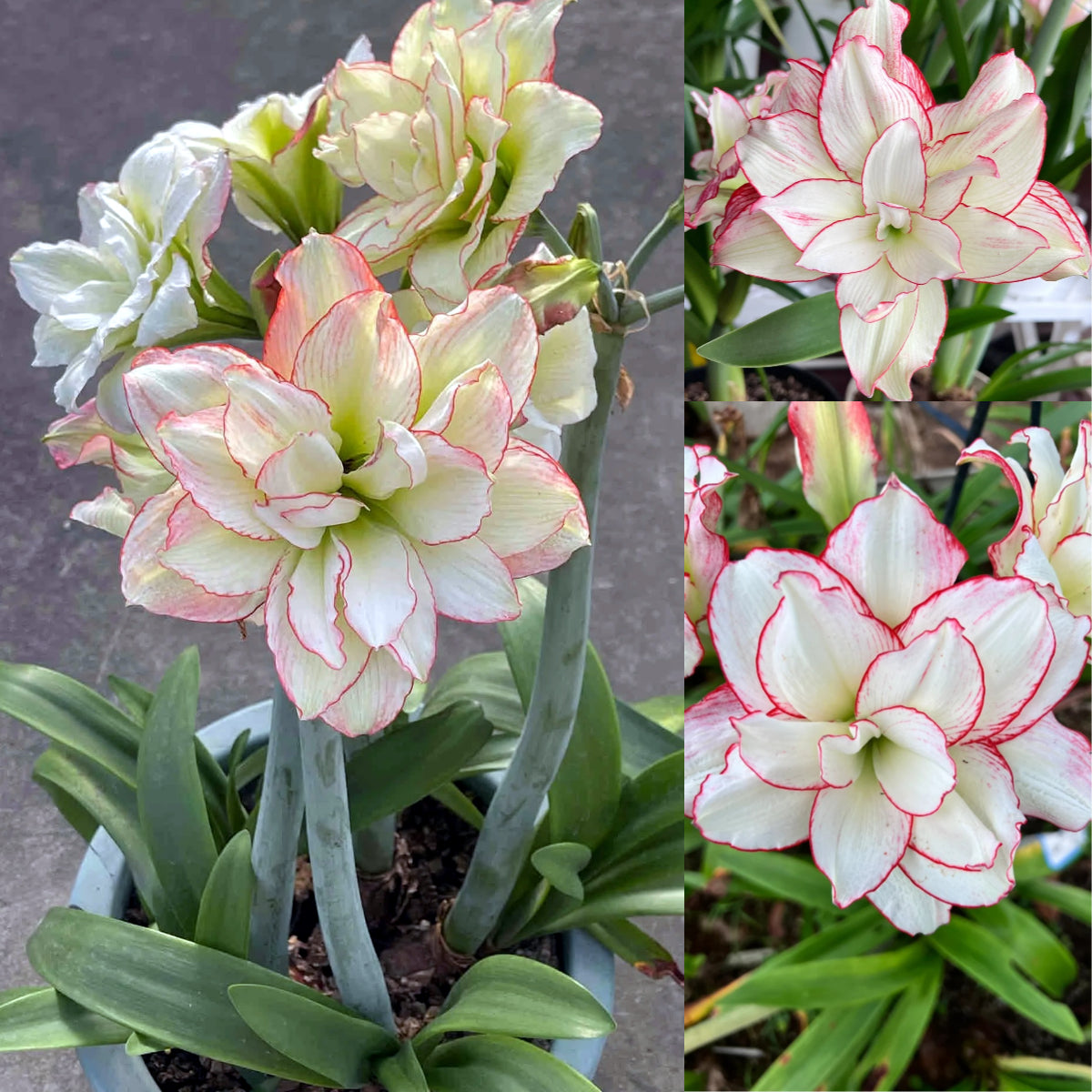 🎉Hot Sale🌷Amaryllis Bulbs