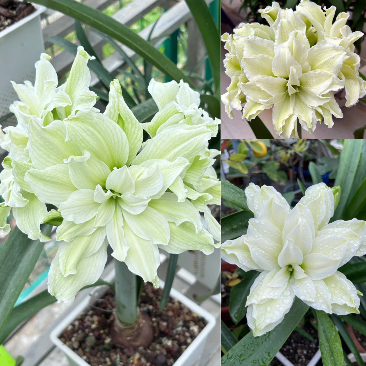 🎉Hot Sale🌷Amaryllis Bulbs