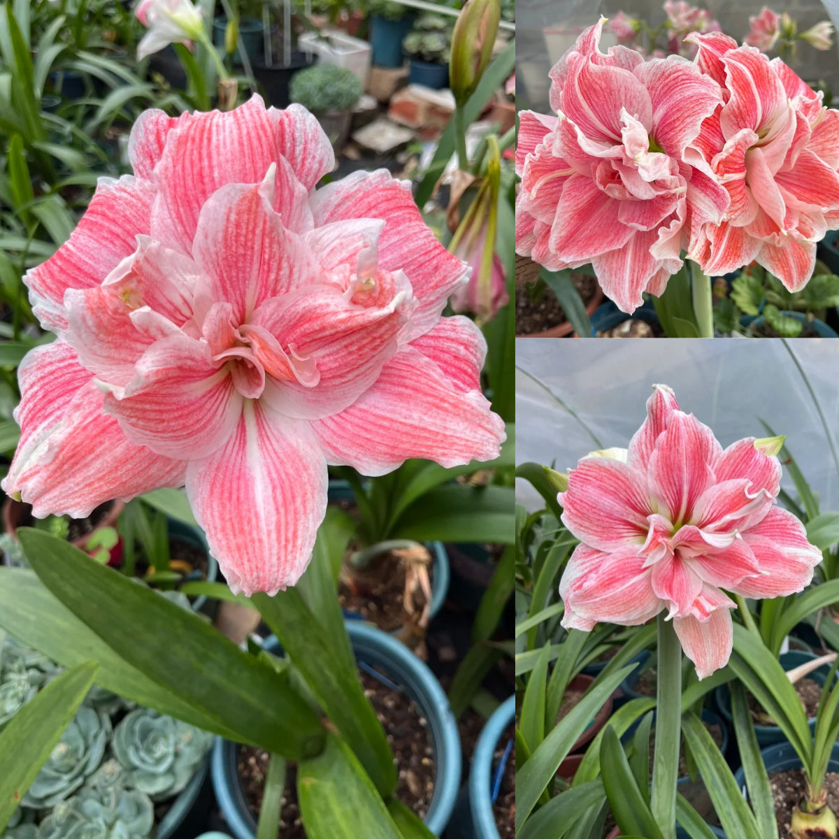 🎉Hot Sale🌷Amaryllis Bulbs