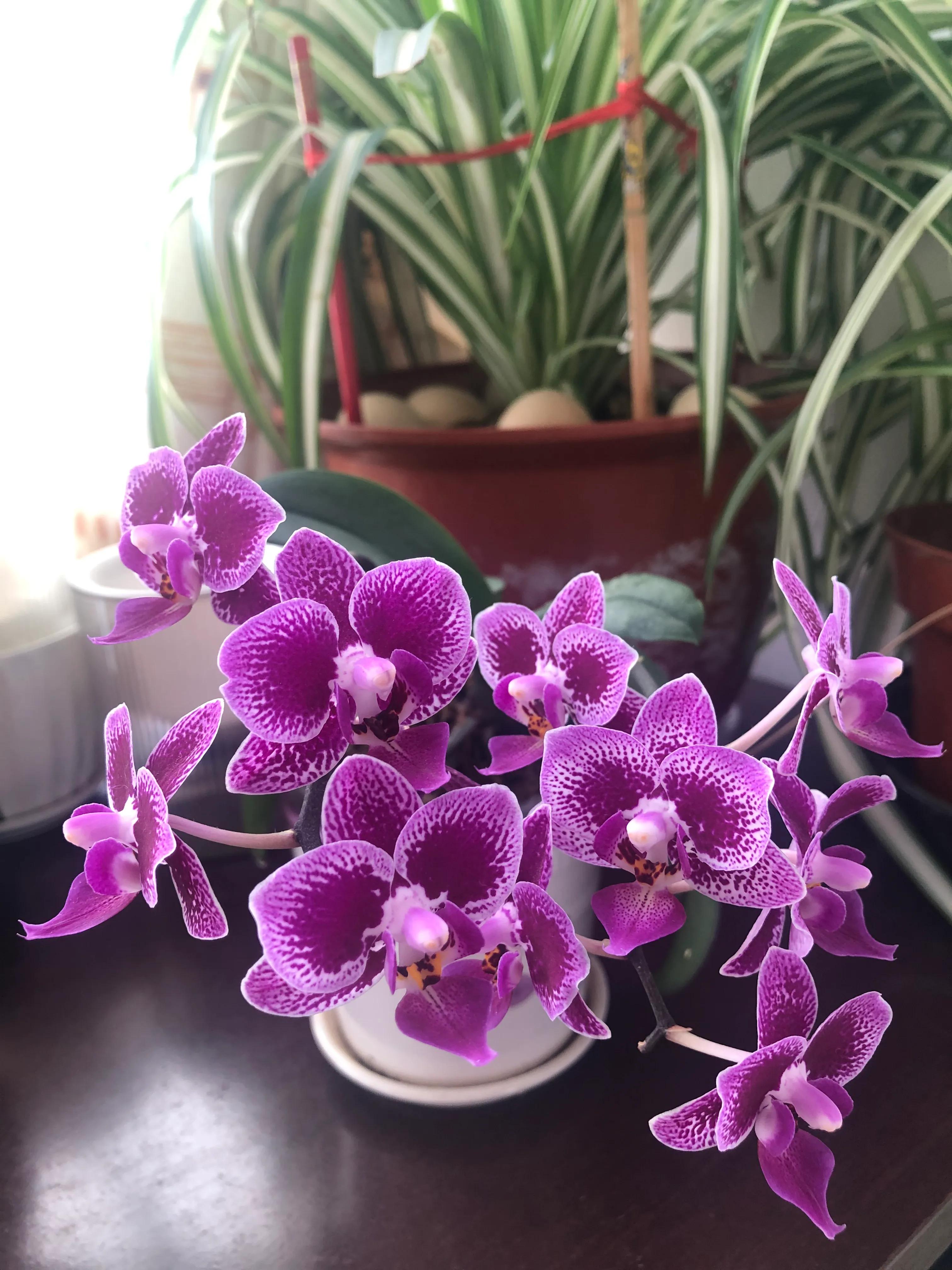 Customer orchid display at home