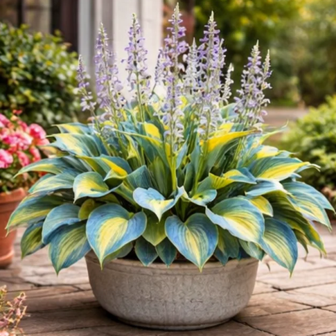 🌟High-Yield🌟 Potted Hosta Bulbs🪴